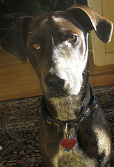 Do Tell: Guess Haiko's Breed! Do Tell: Guess Haiko's Breed!