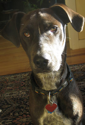 Do Tell: Guess Haiko's Breed!