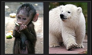 Use a Few Free Minutes to Play Our Baby Animal Faceoff!