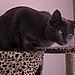 Is a DIY Tape Measure Cat Toy Brilliant or Baffling?