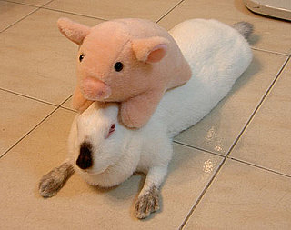 Too Cute For Words! 