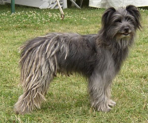 Meet the Breed: Pyrenean Shepherd Meet the Breed: Pyrenean Shepherd