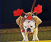 Pups Go All Out for Harrods Pet-a-Porter Fashion Show