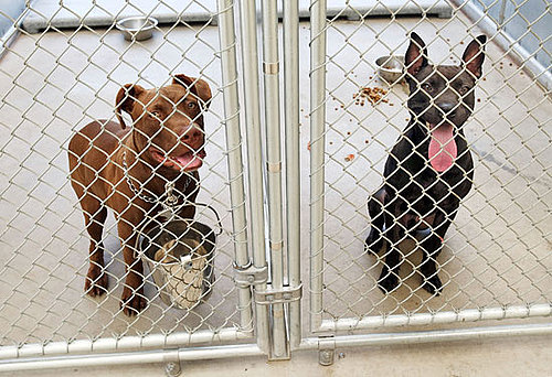I Need Your Help . . . Multiple Pit Bull Household?