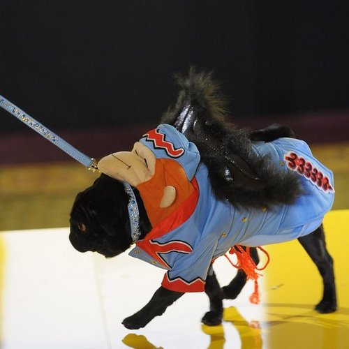 Flying Monkeys! Flying Monkeys!