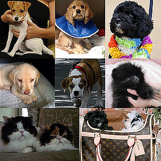 Who Was Your Favorite New Celebrity Pet in 2009?