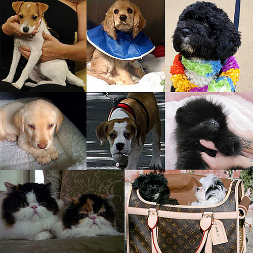 Who Was Your Favorite New Celebrity Pet in 2009?