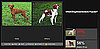Play Our Newest Faceoff to Pick Which Dog Breed Is More Popular