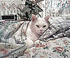 Pet Pic of the Day: Snuggle Up, Snowball