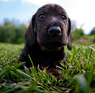 Guess What Breed?