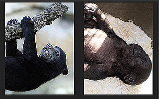 So Many Baby Animals — It's Time to Play the Cute Game to Win!
