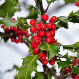 Which Winter Plants Are Toxic to Dogs? Which Winter Plants Are Toxic to Dogs?