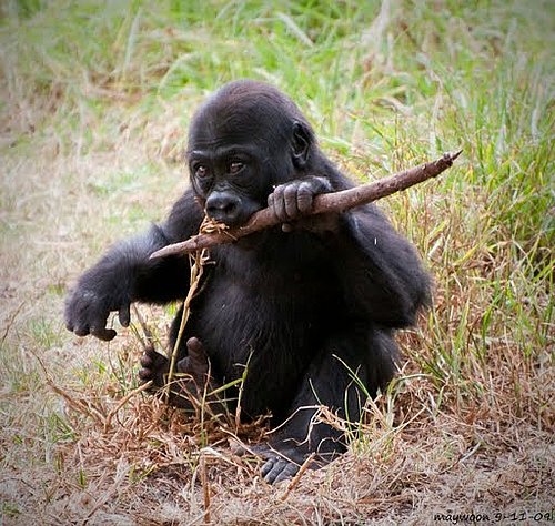 Sticks, No Stones Sticks, No Stones