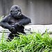 King Kong in the Making