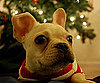 Pet Pic of the Day: Happy Holidays, Olive May