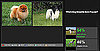 Play Our Newest Faceoff to Pick Which Dog Breed Is More Popular