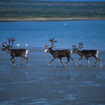What Do You Know About Real Reindeer? What Do You Know About Real Reindeer?