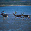 What Do You Know About Real Reindeer?