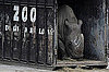White Rhinos