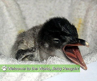 Welcome to the World, Baby Penguin!