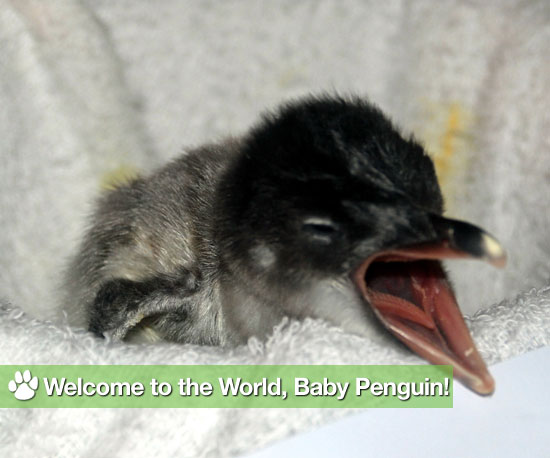 Welcome to the World, Baby Penguin! Welcome to the World, Baby Penguin!