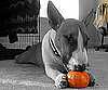 Pet Pic of the Day: Sam's Snacking on Toys