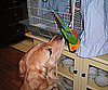 Pet Pic of the Day: Alabama and Sonny Are BFFs