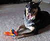 Pet Pic of the Day: Benny and His Boomerang