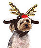 Run, Run, Rudolph: Reindeer-Themed Dog Gifts