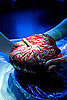 The Pleasures of Placenta Keep Expanding 