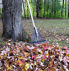 Tips For Cleaning the Yard Without Breaking Your Back Tips For Cleaning the Yard Without Breaking Your Back