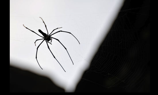 Spider Venom For Erectile Dysfunction