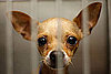 Petfinder Shares the Most Common Names For Adoptable Pets