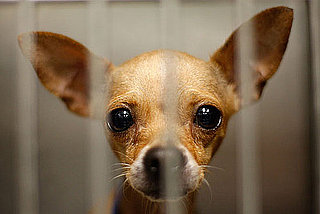 Petfinder Shares the Most Common Names For Adoptable Pets