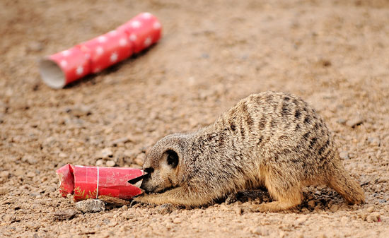 London Zoo Animals Get Early Christmas Presents! London Zoo Animals Get Early Christmas Presents!