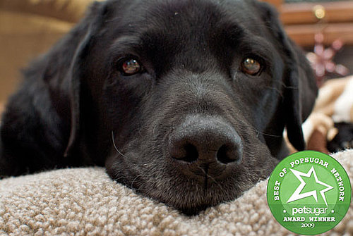 The Results Are In: Most Popular Dog Breed
