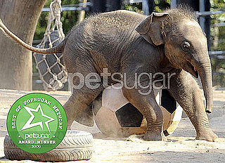 The Results Are in: Biggest Zoo Baby Ham