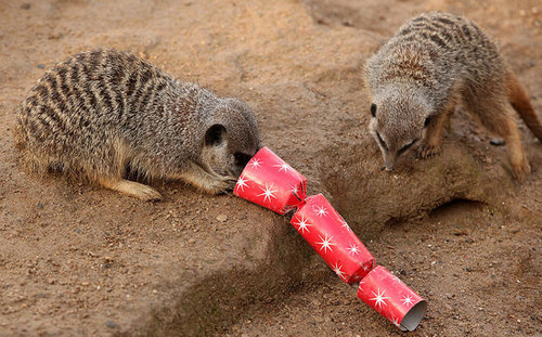 London Zoo Animals Get Early Christmas Presents! London Zoo Animals Get Early Christmas Presents!