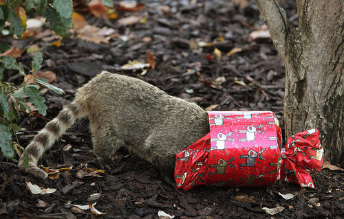 London Zoo Animals Get Early Christmas Presents! London Zoo Animals Get Early Christmas Presents!