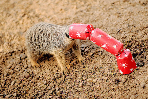 London Zoo Animals Get Early Christmas Presents! London Zoo Animals Get Early Christmas Presents!