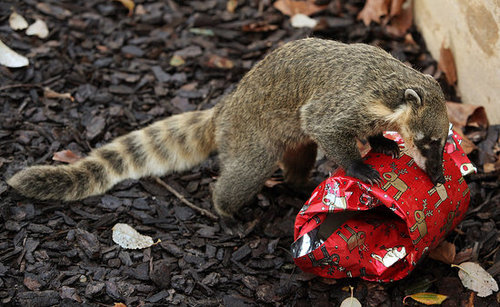 London Zoo Animals Get Early Christmas Presents! London Zoo Animals Get Early Christmas Presents!