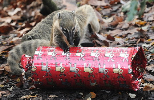 London Zoo Animals Get Early Christmas Presents! London Zoo Animals Get Early Christmas Presents!