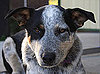 Guess What Breed?