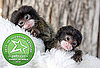 Best of '09: Lara and Lucy, the Cottontop Tamarins