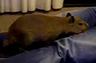 The Year's Best Unusual Baby Animal Vids: In the LINK of an Eye! 