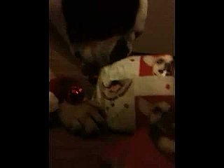Could Your Pets Pick Out Their Presents From the Pile? 