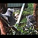5. Curious Koalas 