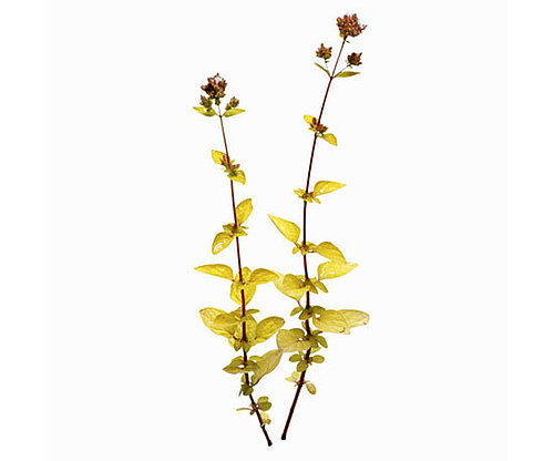 Oregano Oregano