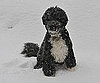 Bo's Holiday Included Snow and Storytime!
