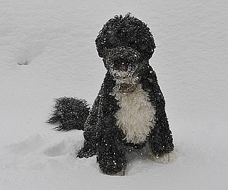 Bo's Holiday Included Snow and Storytime!